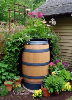Eine Regentonne im Garten-schnell und auch mehrfach aufgestellt Regentonne im Garten
